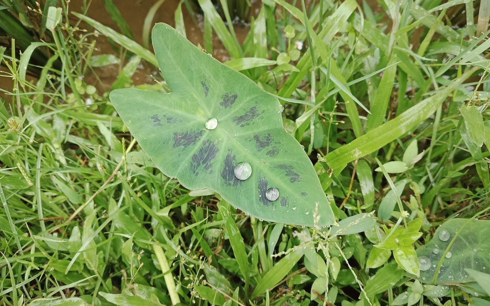 Water droplets rest on a dark-spotted taro leaf surrounded by grass